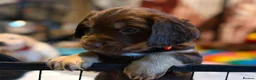 Field Spaniel dogs for stud: Proven Chocolate Spaniel for Stud  - Advert 4