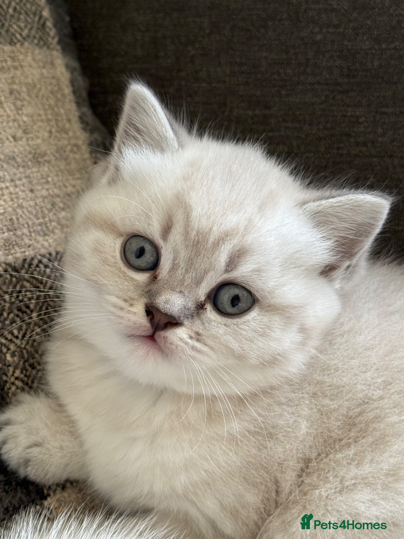 British Shorthair cats British shothair cute kittens  - Advert 13