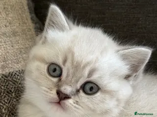 British Shorthair cats British shothair cute kittens - Advert 13