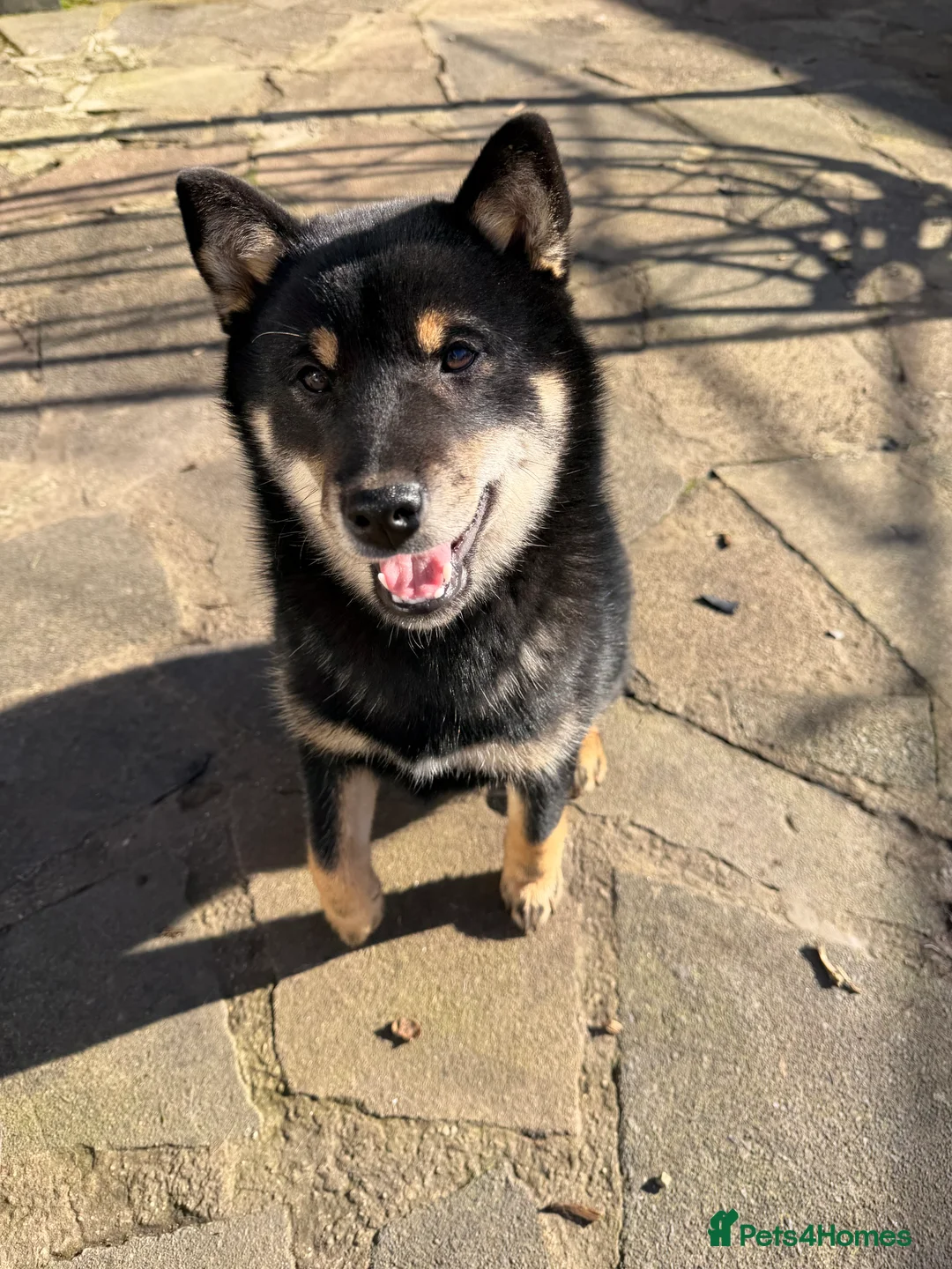 Japanese Shiba Inu dogs for sale: Japanese Shiba Inu  - Advert 1