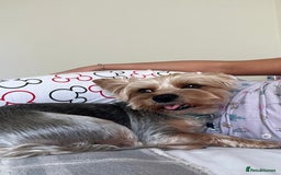 Yorkshire Terrier dogs for stud: Billy Boy  - Image 11