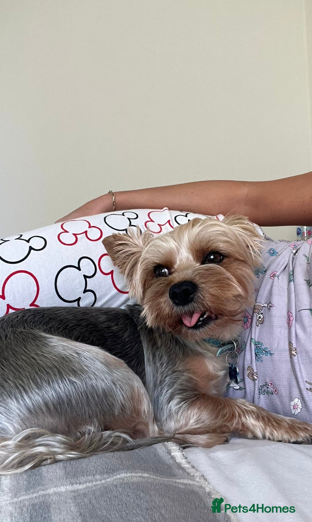Yorkshire Terrier dogs for stud: Billy Boy  - Image 11