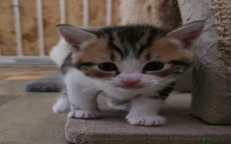 Mixed Breed cats for sale: Kittens - Mixed Breed  - Image 5