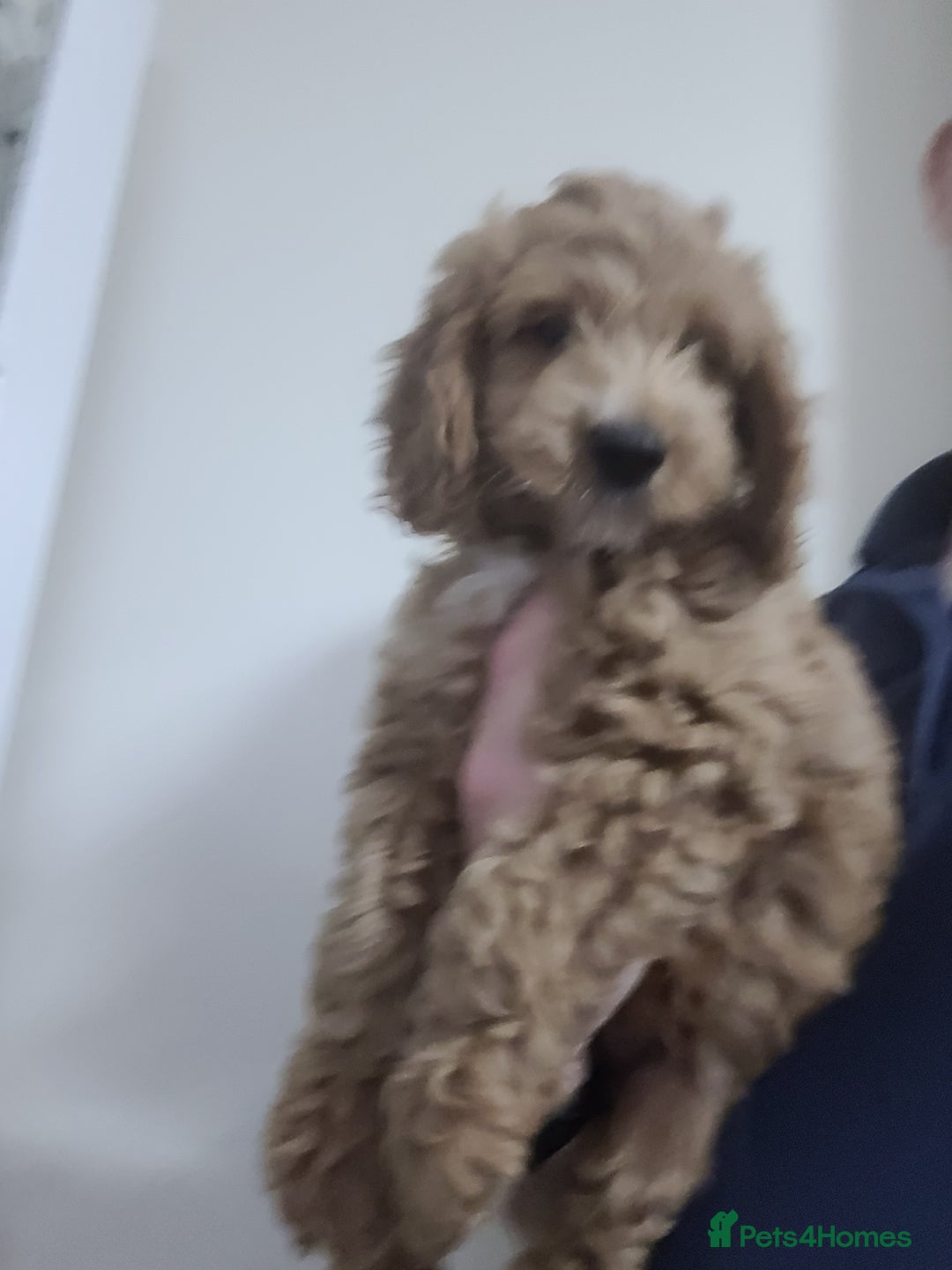 Cockapoo dogs for sale: Cockapoo pups  - Advert 8