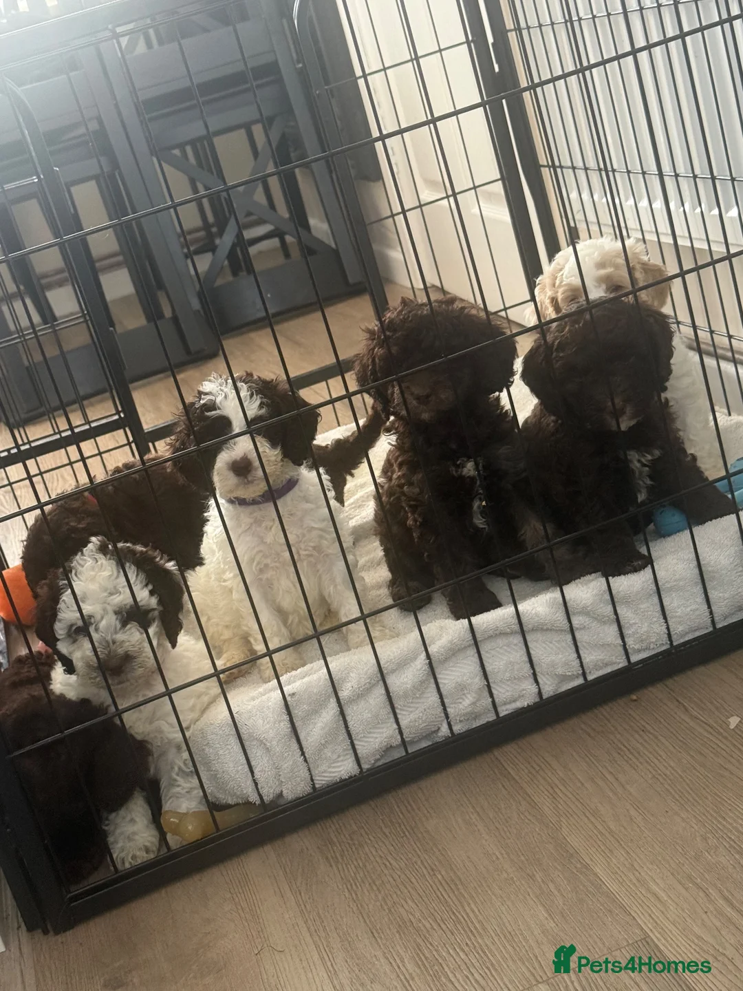 Cockapoo dogs for sale: Reduced! Fully health checked f2 Cockapoo puppy’s  - Advert 1
