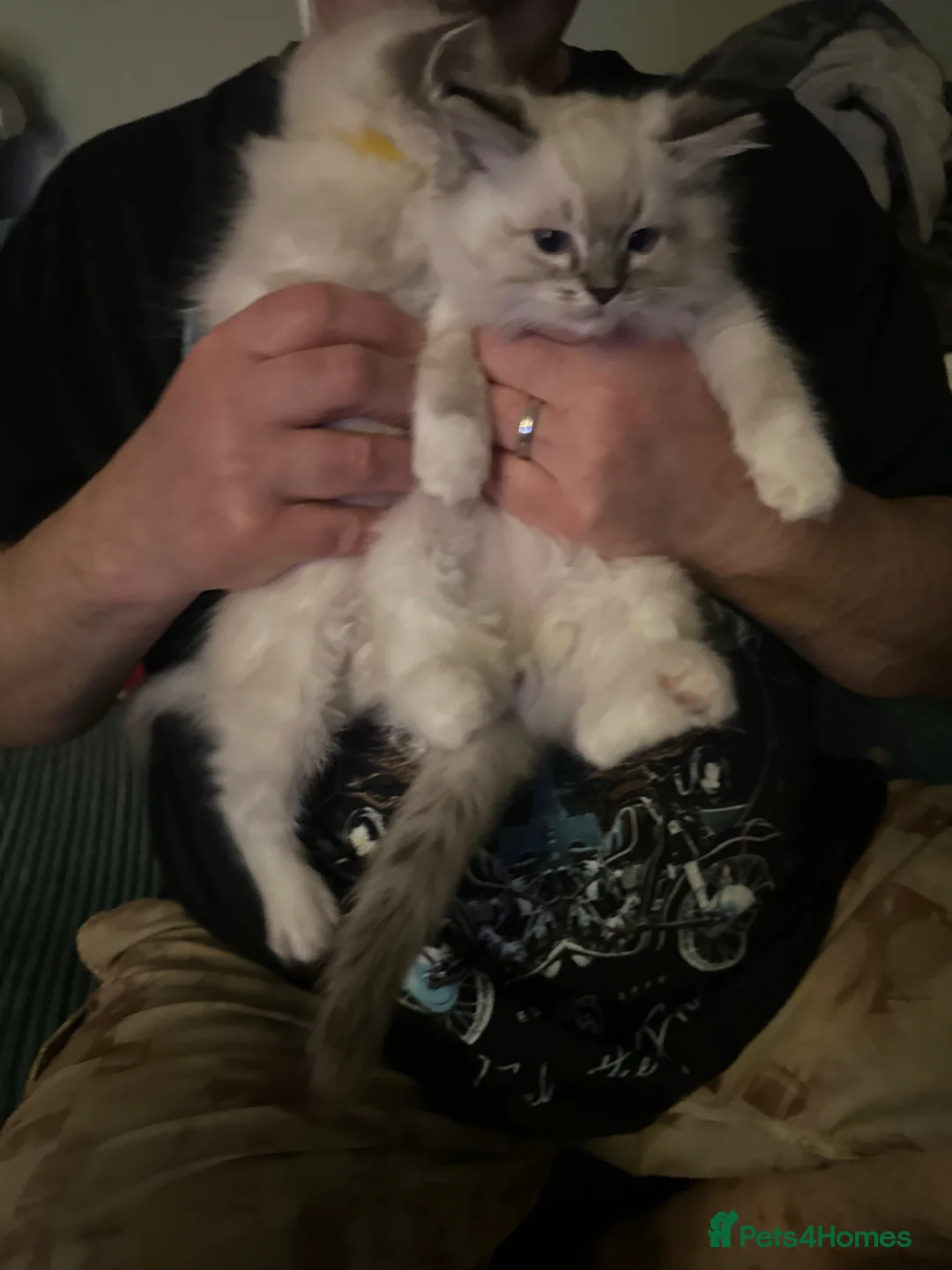 Ragdoll cats for sale: Julie in Bonnybridge - Advert 17