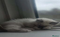 Ragdoll cats for sale: 2 beautiful litters of Ragdolls  - Image 40
