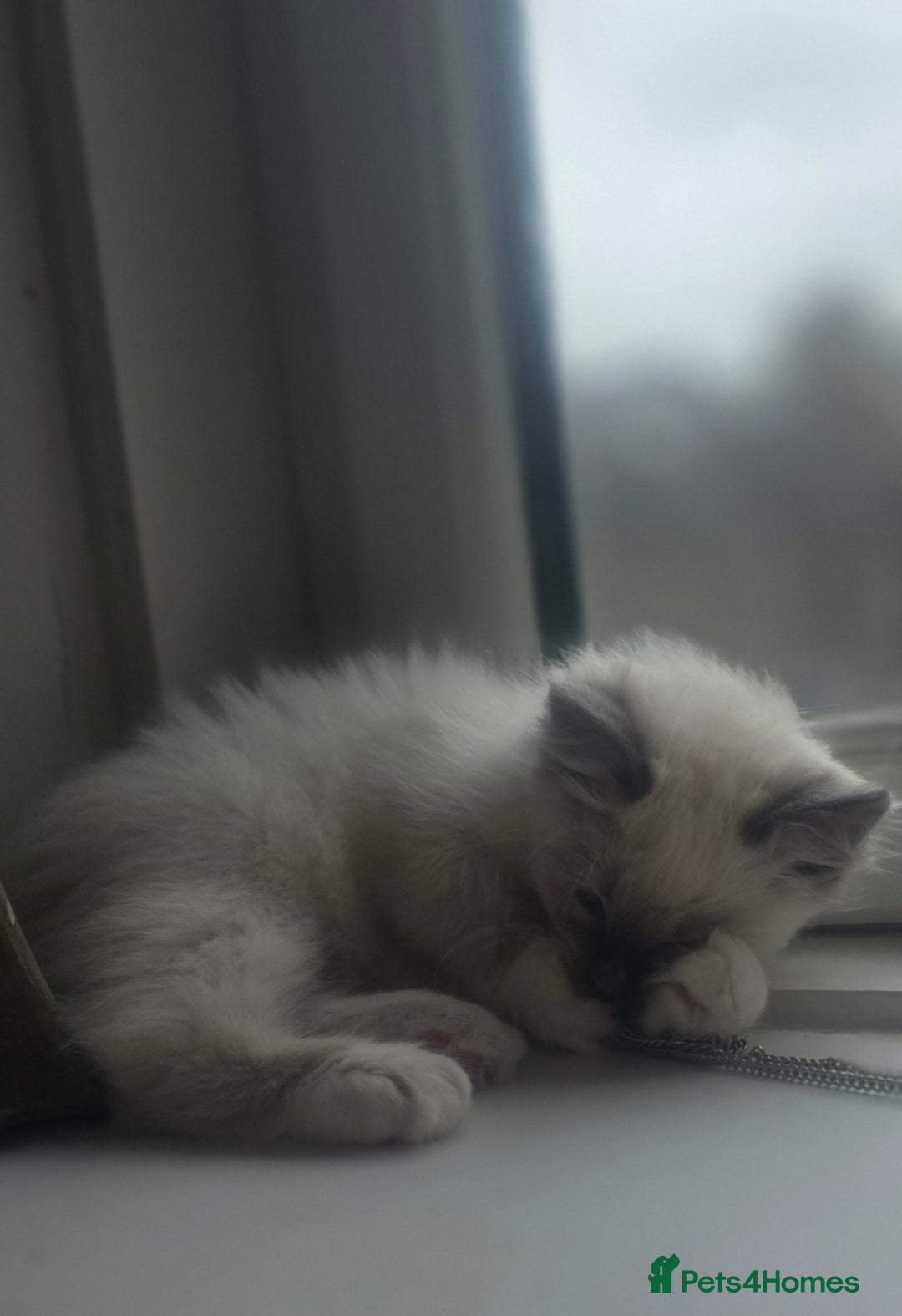 Ragdoll cats for sale: 2 beautiful litters of Ragdolls  - Image 40