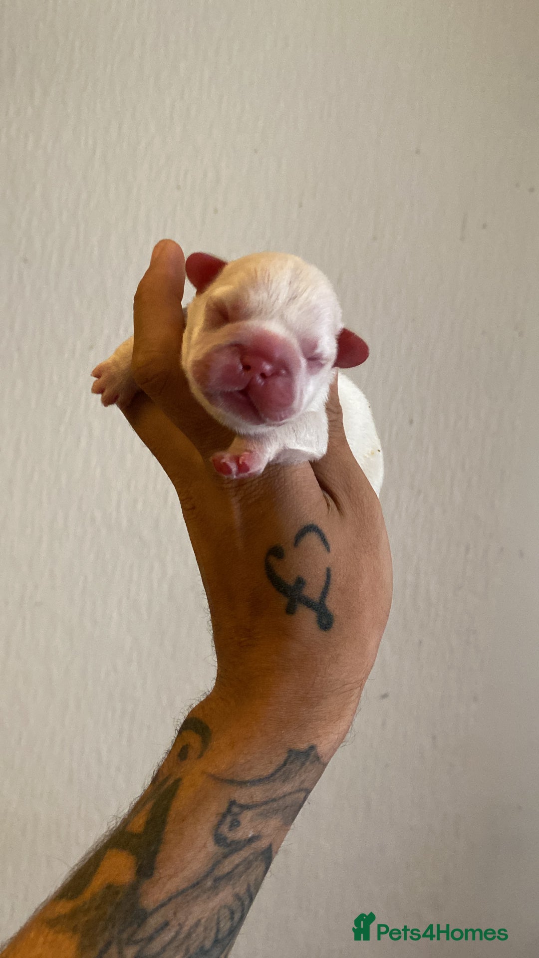 French Bulldog dogs for sale: High Quality french bulldogs! in Edgware - Image 4