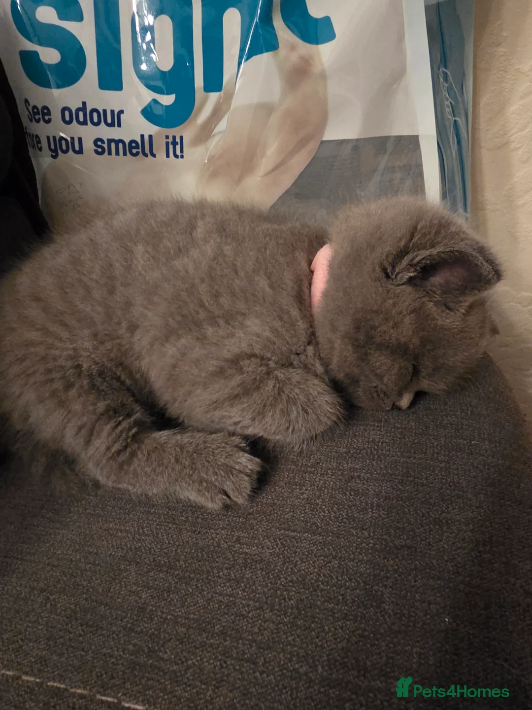British Shorthair cats for sale: 🔥 Stunning British Shorthair Kittens to Reserve - Advert 21