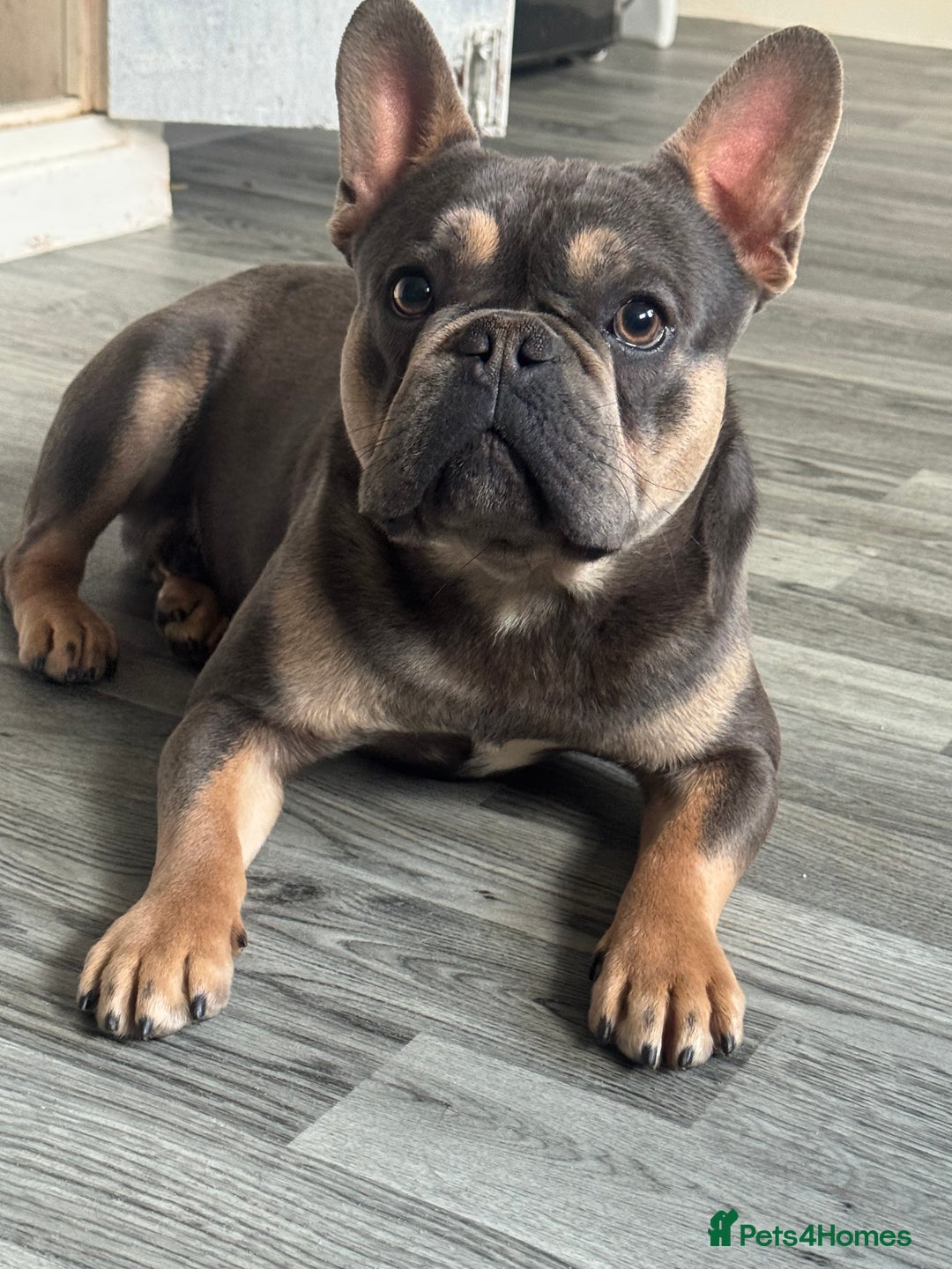 French Bulldog dogs for sale: Beautiful French bulldog - Advert 1