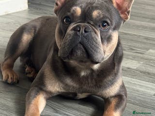 French Bulldog dogs Beautiful French bulldog - Advert 2