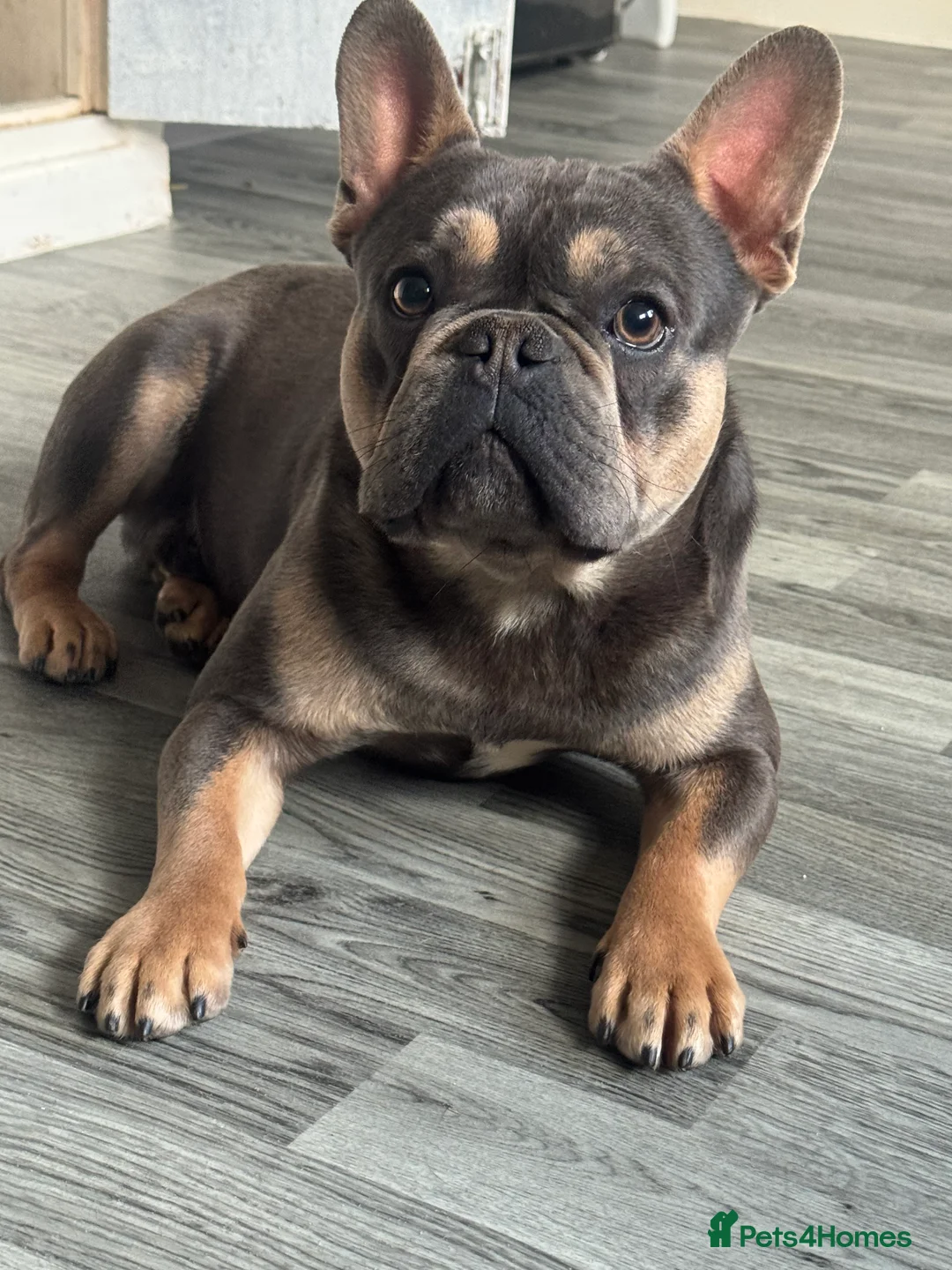 French Bulldog dogs for sale: Beautiful French bulldog - Advert 1