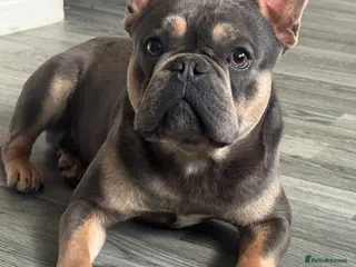 French Bulldog dogs Beautiful French bulldog - Advert 11