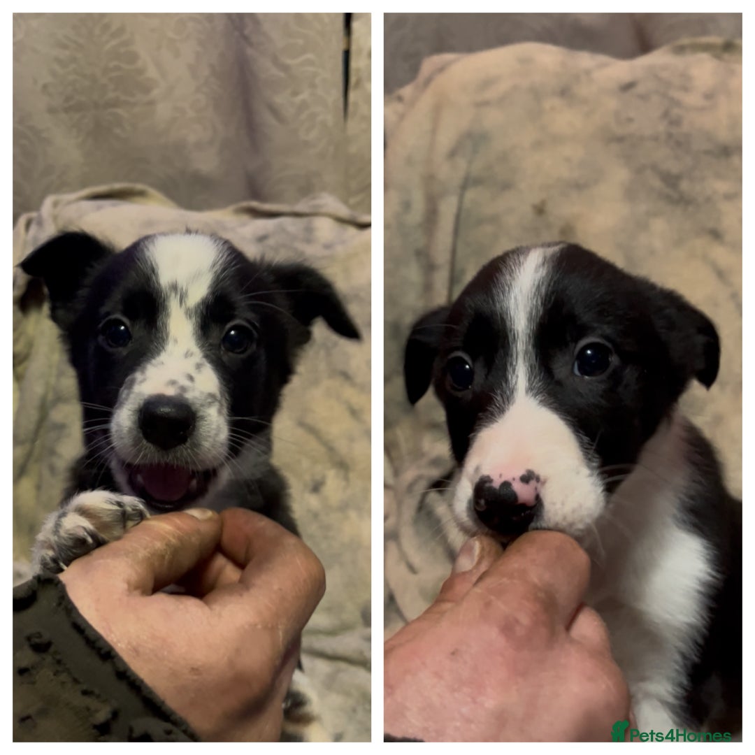 Mixed Breed dogs for sale: 2 gorgeous collie boys left!  - Advert 1