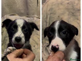 Mixed Breed dogs 2 gorgeous collie boys left! - Advert 3