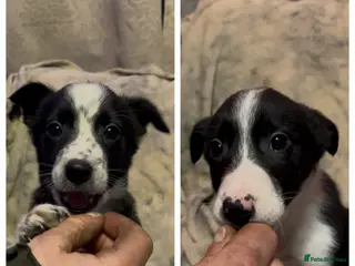 Mixed Breed dogs 2 gorgeous collie boys left! - Advert 2