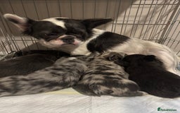 French Bulldog dogs for sale: REDUCED to £1000!!!Fluffy Frenchies in Edinburgh - Image 8