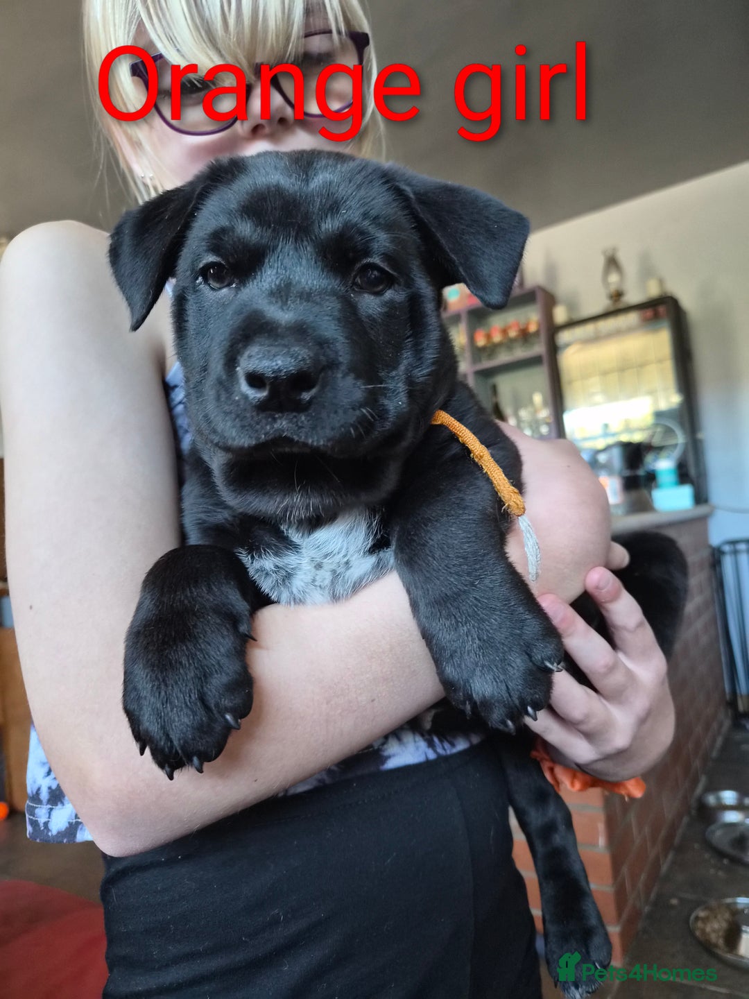 Mixed Breed dogs for sale: Ready to leave 3 Girls Left Shar-Pei x Chow pups  - Image 27