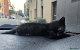 Domestic Shorthair cats for sale: 1 grey tabby and 3 black shorthair kittens in London - Image 6