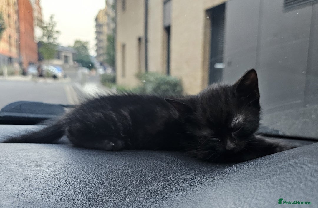 Domestic Shorthair cats for sale: 1 grey tabby and 3 black shorthair kittens in London - Image 6
