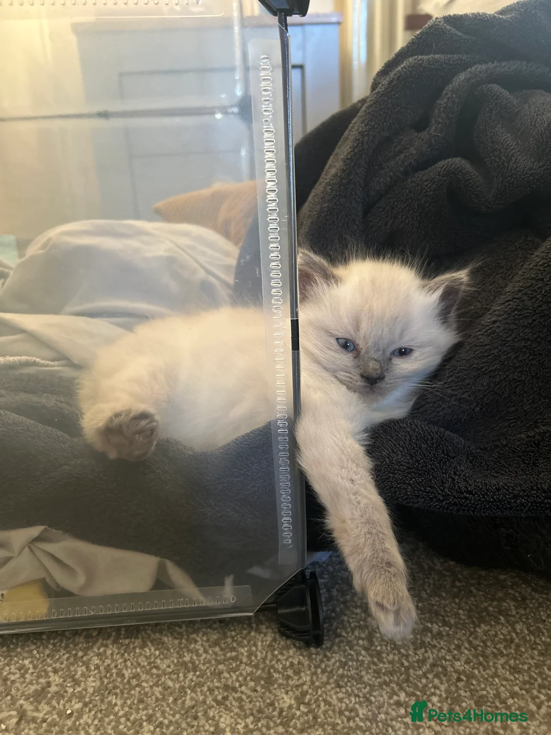 Ragdoll cats for sale: BOY x ragdoll kitten - Advert 3