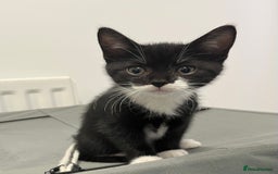 Mixed Breed cats for sale: Mixed Breed Kitten 1 - Amazing kittens ready now.  - Image 3