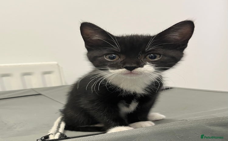 Mixed Breed cats in Brierley Hill - Advert 2