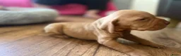 Hungarian Vizsla dogs for sale: Crufts Best in Show & Elite working Bloodlines - Advert 28
