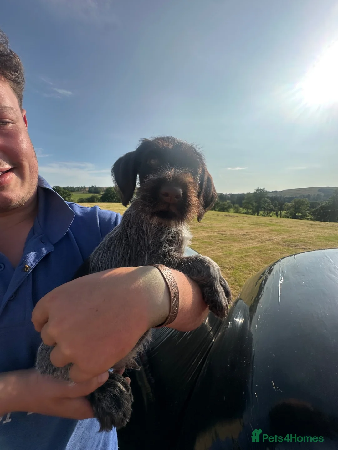 German Wirehaired Pointer dogs for sale: German Wire haired pointer  - Advert 2