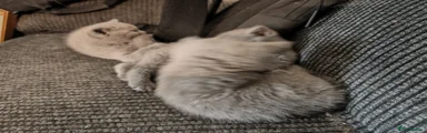 British Shorthair 1
