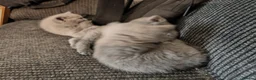 British Shorthair cats for sale: British blue for sale gret price in Pontefract - Advert 2