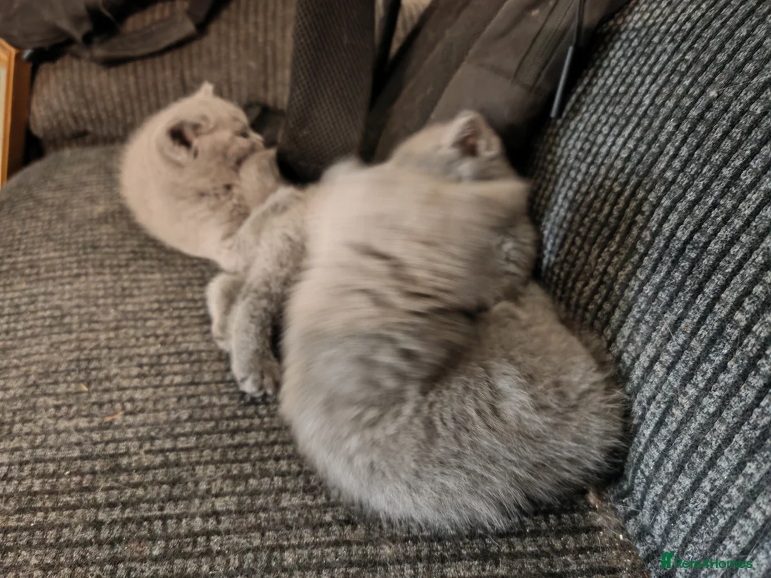 British Shorthair cats for sale: British blue for sale gret price in Pontefract - Advert 2