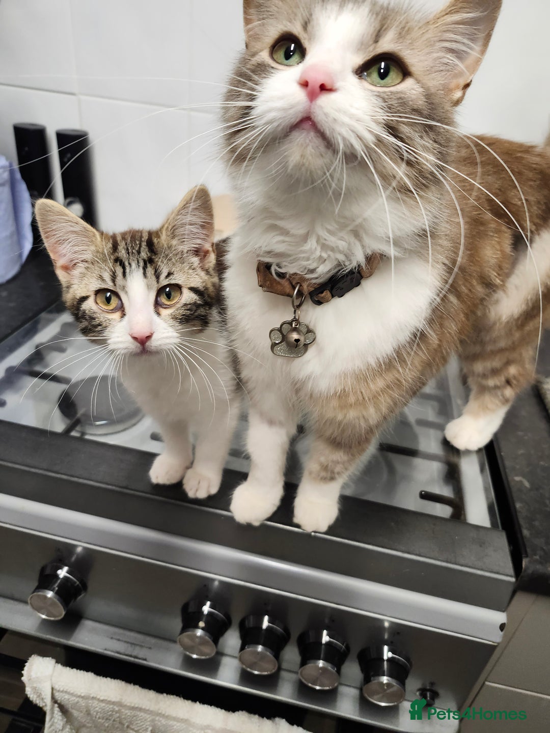 Domestic Shorthair cats for sale: White/tortoiseshell  - Image 7