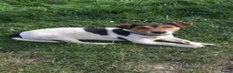 Jack Russell dogs for sale: Jack Russell puppies in Sheerness - Advert 7