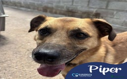 Mixed Breed dogs for adoption: Meet Piper,currently residing in Cheshire  - Image 1