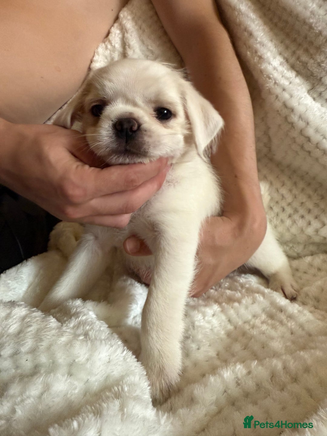 Mixed Breed dogs for sale: Pug mix - Image 6