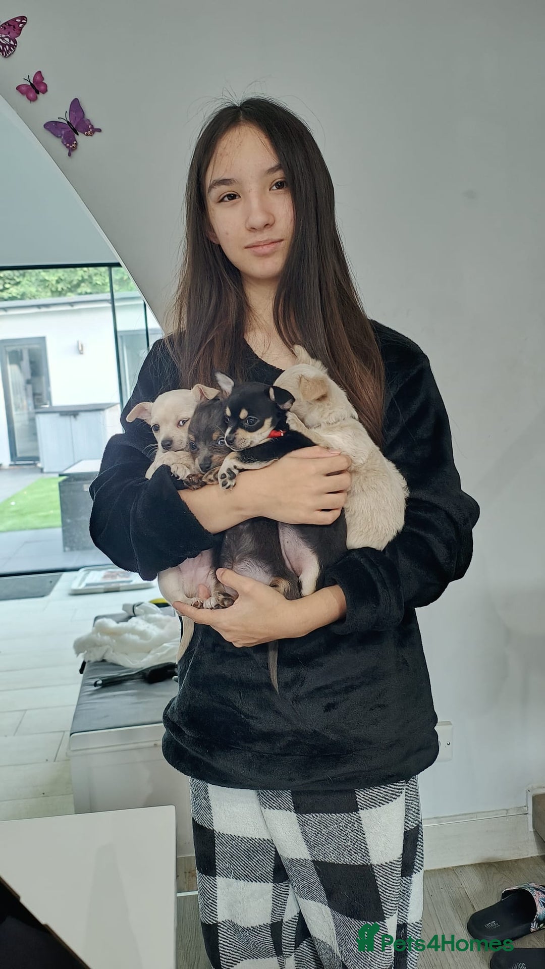 Chihuahua dogs for sale: 🐾Adorable Chihuahua Puppies Need 4ever Homes🐾 - Image 1