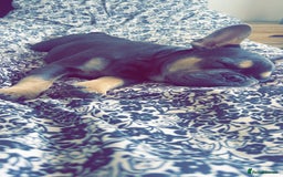 French Bulldog dogs for sale: Blue & Tan Pedigree French Bulldog - Image 1