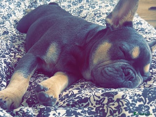 French Bulldog dogs - Advert 1