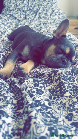 French Bulldog dogs - Advert 2