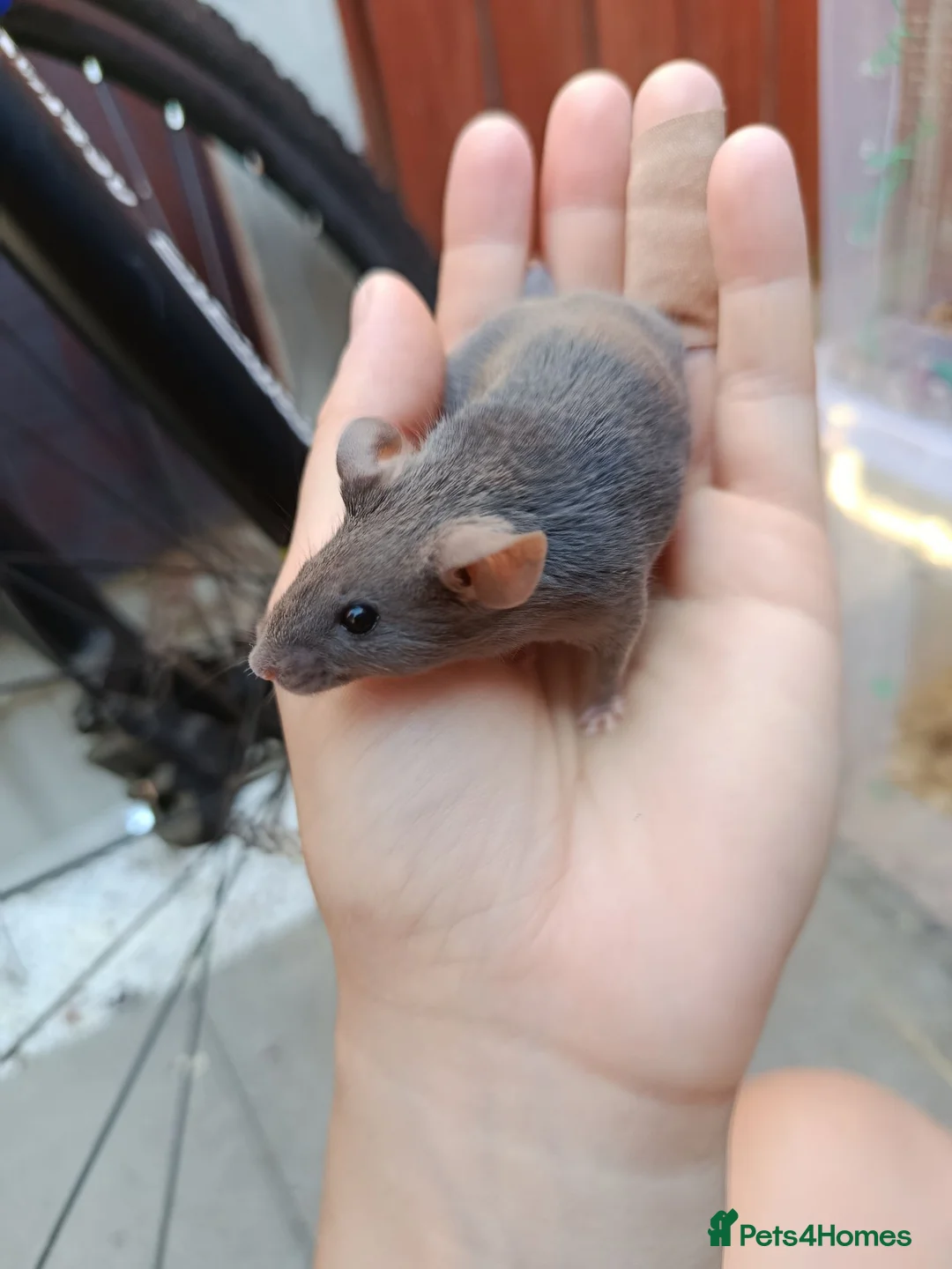 Mouse rodents for sale: Friendly male adult mouse seeking new home  - Advert 1
