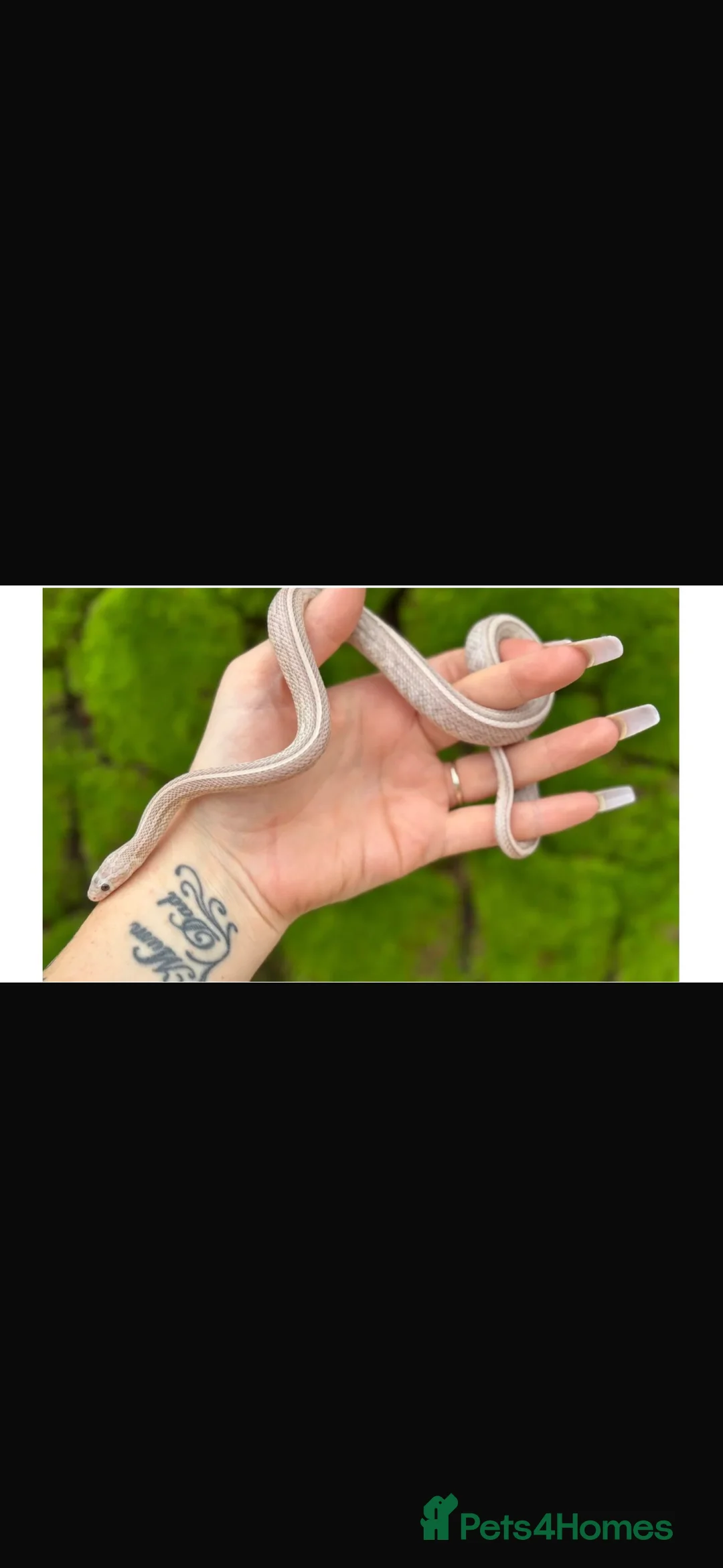 Corn Snake reptiles for sale: Cody the corn snake  in Bushey - Advert 1