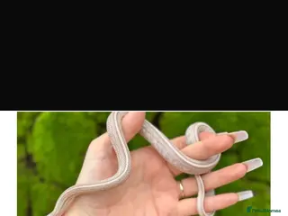 Corn Snake reptiles Cody the corn snake - Advert 1