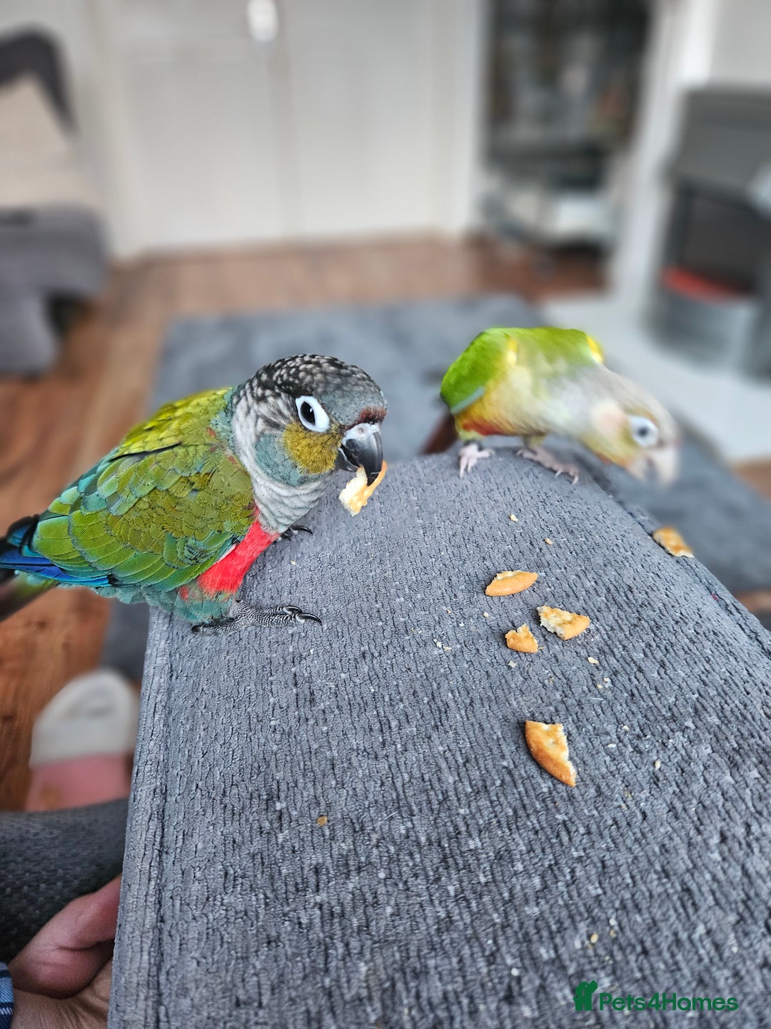 Conures birds for sale: 2 x conure parrots and cage pluc extras - Advert 1