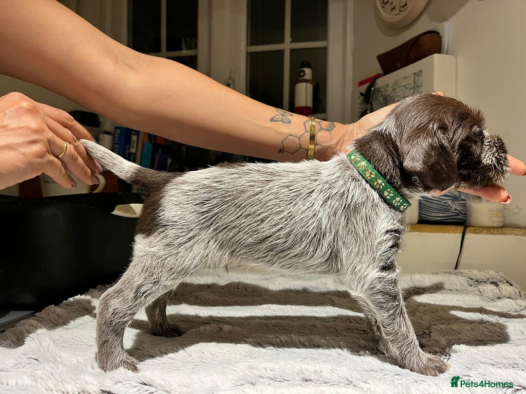 German Wirehaired Pointer dogs for sale: German Wirehaired Pointer pups - ready soon! - Advert 15