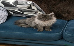 Maine Coon cats for sale: Pedigree XL Mainecoon kittens - Image 24