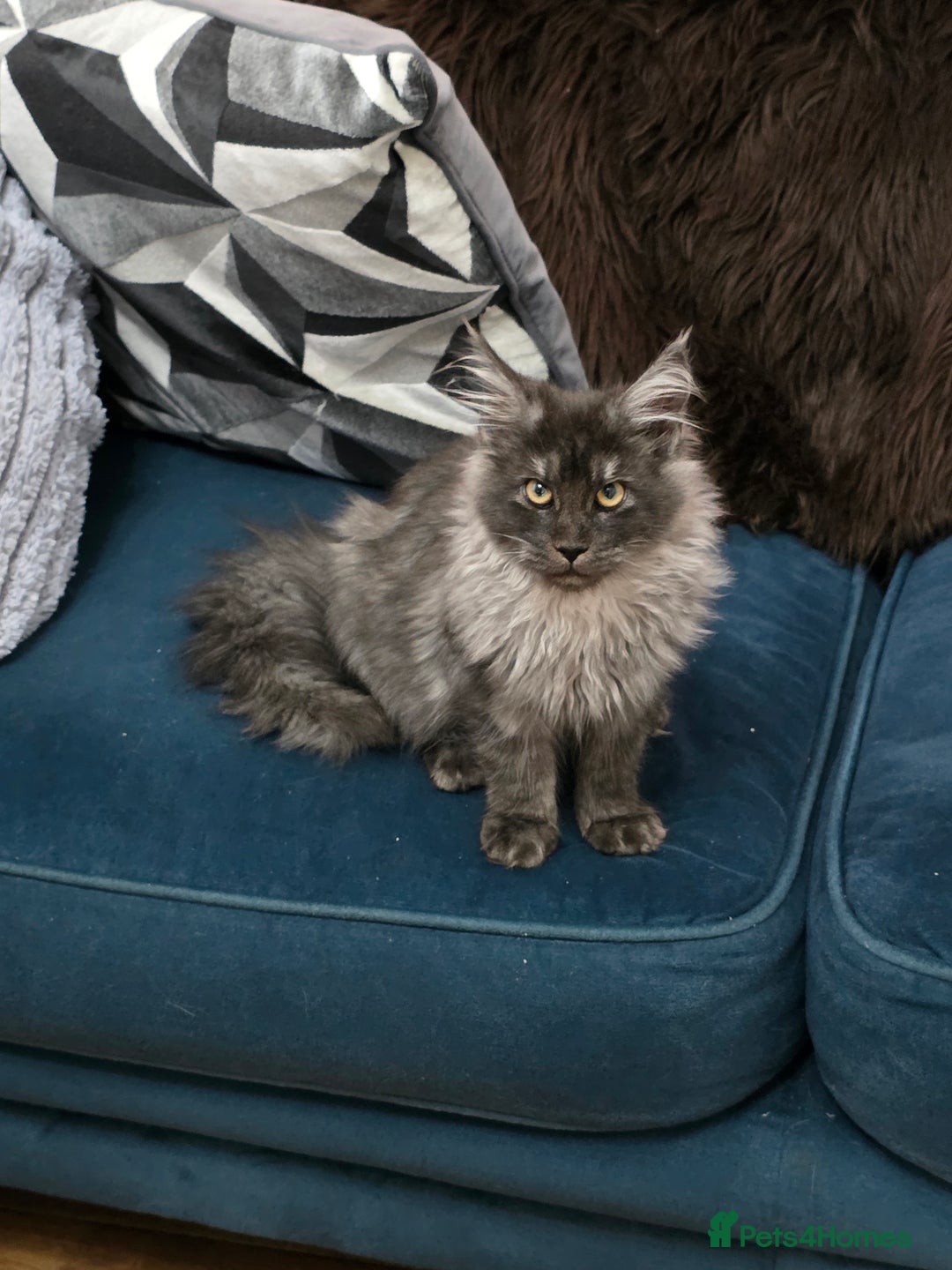 Maine Coon cats for sale: Pedigree XL Mainecoon kittens - Image 24