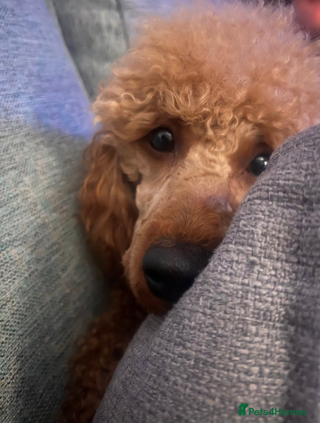 Miniature Poodle dogs for stud: Mini poodle STUD  - Image 2