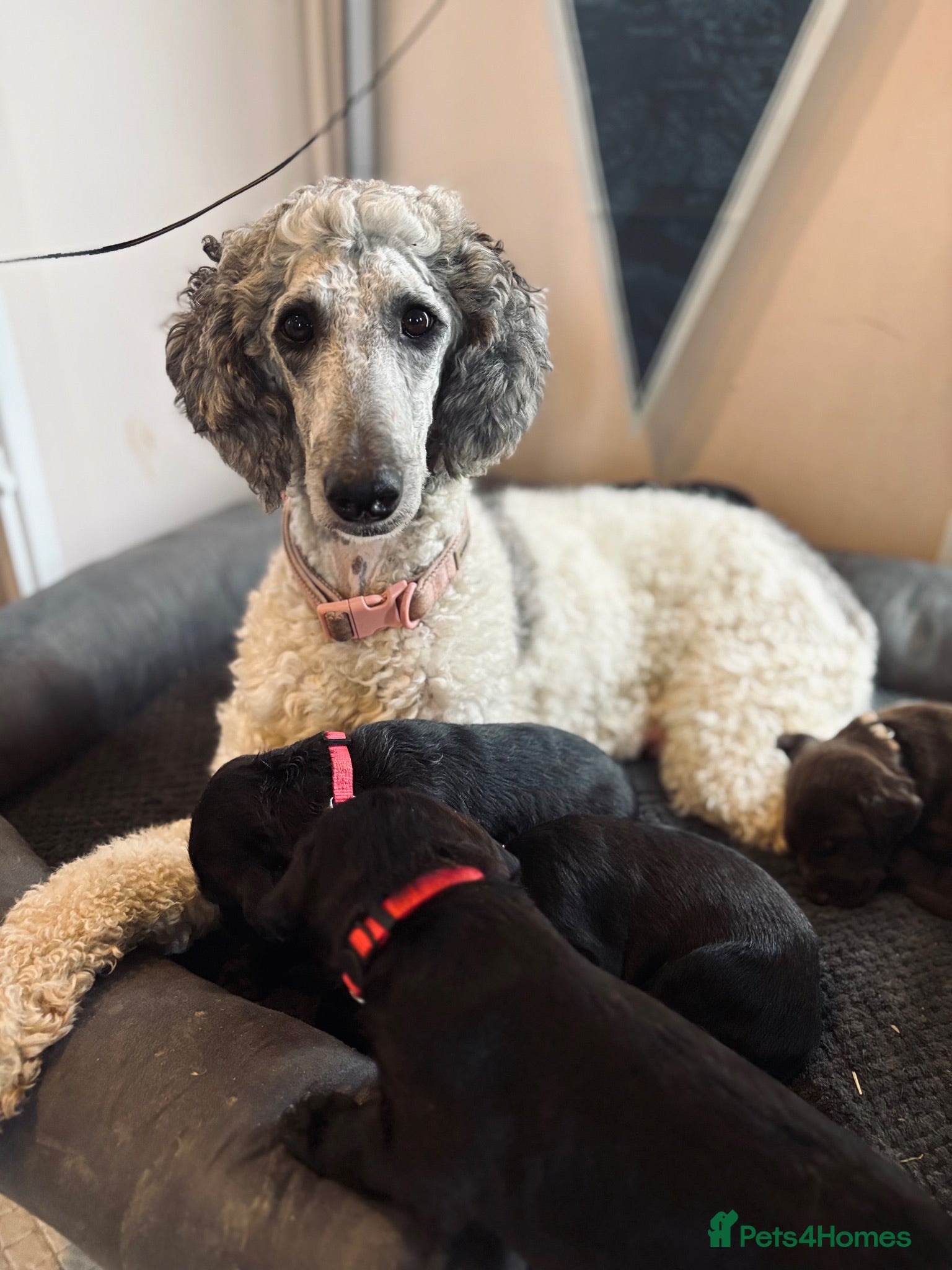 Mixed Breed dogs for sale: Doberdoodle Puppies – Ready for forever Homes! 🐾 - Advert 1